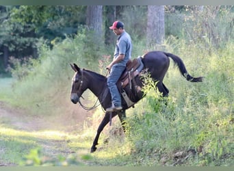 Maultier, Wallach, 12 Jahre, 152 cm, Rotbrauner