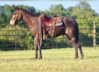 Maultier, Wallach, 12 Jahre, 152 cm, Rotbrauner