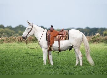 Maultier, Wallach, 12 Jahre, 152 cm, Schimmel