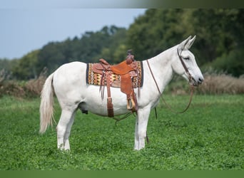 Maultier, Wallach, 12 Jahre, 152 cm, Schimmel