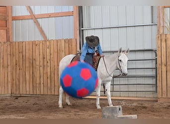 Maultier, Wallach, 12 Jahre, 152 cm, Schimmel