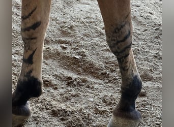 Maultier, Wallach, 12 Jahre, 155 cm, Falbe