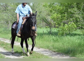 Maultier, Wallach, 12 Jahre, 155 cm, Rappe