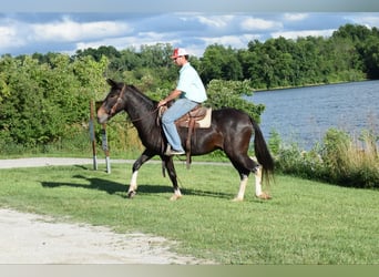 Maultier, Wallach, 12 Jahre, 157 cm, Rappe