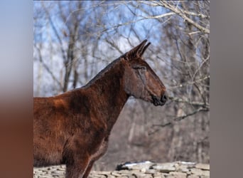 Maultier, Wallach, 12 Jahre, 160 cm, Rappe