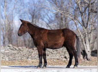 Maultier, Wallach, 12 Jahre, 160 cm, Rappe