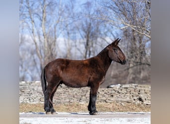 Maultier, Wallach, 12 Jahre, 160 cm, Rappe