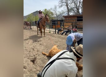Maultier, Wallach, 12 Jahre, Palomino