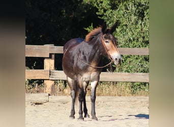 Maultier, Wallach, 12 Jahre, Rotbrauner