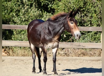 Maultier, Wallach, 12 Jahre, Rotbrauner