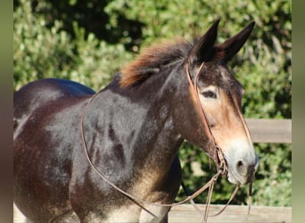 Maultier, Wallach, 12 Jahre, Rotbrauner