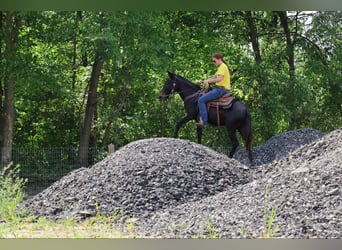 Maultier, Wallach, 13 Jahre, 135 cm, Rappe