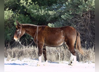 Maultier, Wallach, 13 Jahre, 145 cm, Dunkelfuchs