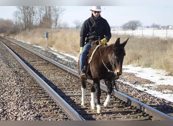 Maultier, Wallach, 13 Jahre, 145 cm, Dunkelfuchs