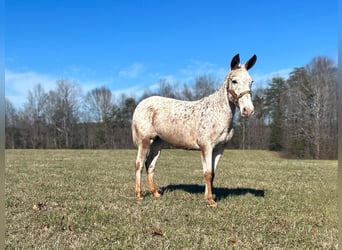 Maultier, Wallach, 13 Jahre, 145 cm, Roan-Red