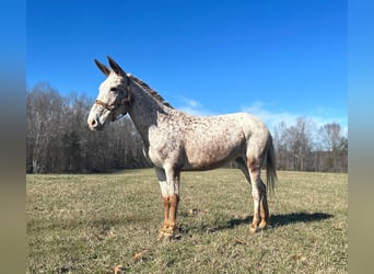 Maultier, Wallach, 13 Jahre, 145 cm, Roan-Red