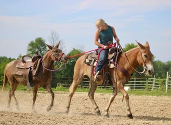 Maultier, Wallach, 13 Jahre, 145 cm, Rotfuchs