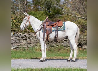 Maultier, Wallach, 13 Jahre, 145 cm, Schimmel