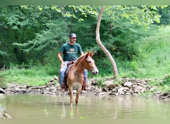 Maultier, Wallach, 13 Jahre, 152 cm, Dunkelfuchs