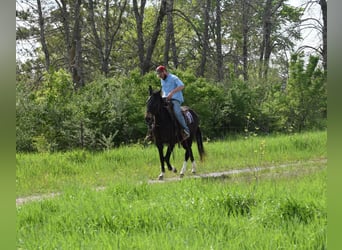 Maultier, Wallach, 13 Jahre, 155 cm, Rappe