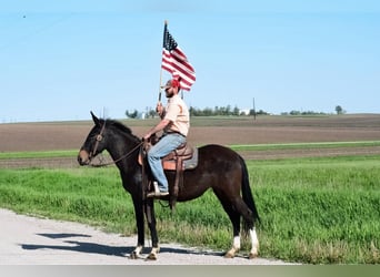 Maultier, Wallach, 13 Jahre, 155 cm, Rappe