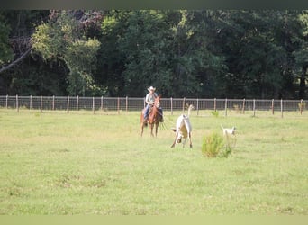 Maultier, Wallach, 13 Jahre, 155 cm, Rotfuchs