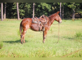 Maultier, Wallach, 13 Jahre, 155 cm, Rotfuchs