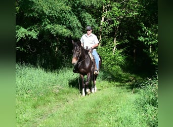 Maultier, Wallach, 13 Jahre, 157 cm, Rappe