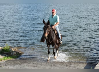 Maultier, Wallach, 13 Jahre, 157 cm, Rappe