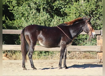 Maultier, Wallach, 13 Jahre, Rotbrauner