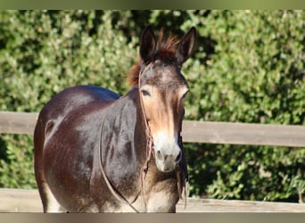 Maultier, Wallach, 13 Jahre, Rotbrauner