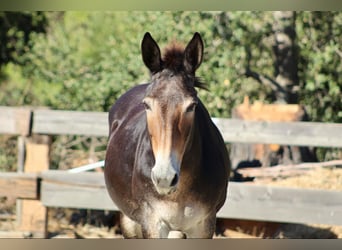 Maultier, Wallach, 13 Jahre, Rotbrauner