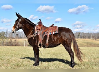 Maultier, Wallach, 14 Jahre, 150 cm, Rotbrauner