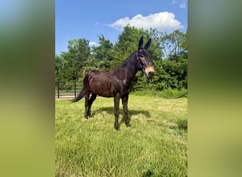 Maultier, Wallach, 14 Jahre, 155 cm, Rappe