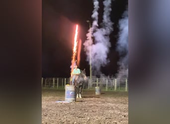 Maultier, Wallach, 14 Jahre, 157 cm, Rappe