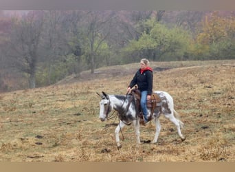 Maultier, Wallach, 15 Jahre, 145 cm, Tobiano-alle-Farben