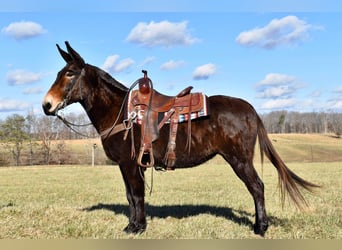 Maultier, Wallach, 15 Jahre, 150 cm, Rotbrauner