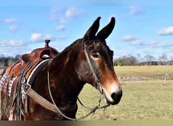 Maultier, Wallach, 15 Jahre, 150 cm, Rotbrauner