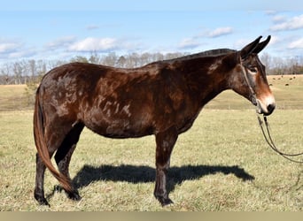 Maultier, Wallach, 15 Jahre, 150 cm, Rotbrauner