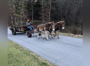 Maultier, Wallach, 15 Jahre, Rotfuchs