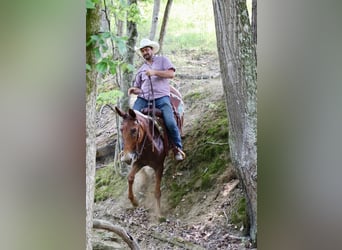 Maultier, Wallach, 16 Jahre, 155 cm, Rotfuchs