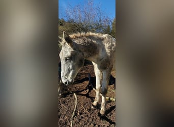 Maultier, Wallach, 16 Jahre, 163 cm, Schimmel