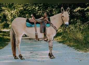 Maultier, Wallach, 17 Jahre, 137 cm, Palomino