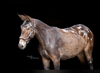 Maultier, Wallach, 2 Jahre, 157 cm, Rappe