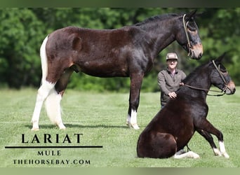 Maultier, Wallach, 4 Jahre, 155 cm, Rappe
