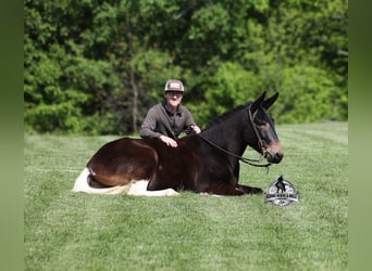 Maultier, Wallach, 4 Jahre, 155 cm, Rotbrauner