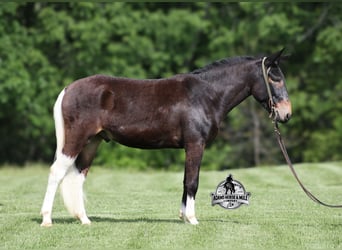 Maultier, Wallach, 4 Jahre, 155 cm, Rotbrauner