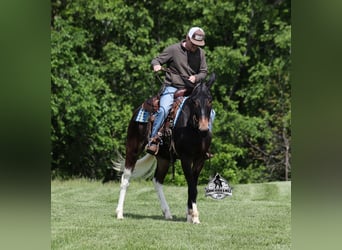 Maultier, Wallach, 4 Jahre, 155 cm, Rotbrauner