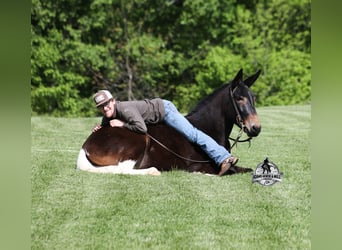 Maultier, Wallach, 4 Jahre, 155 cm, Rotbrauner