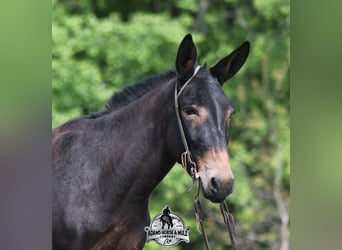 Maultier, Wallach, 4 Jahre, 155 cm, Rotbrauner